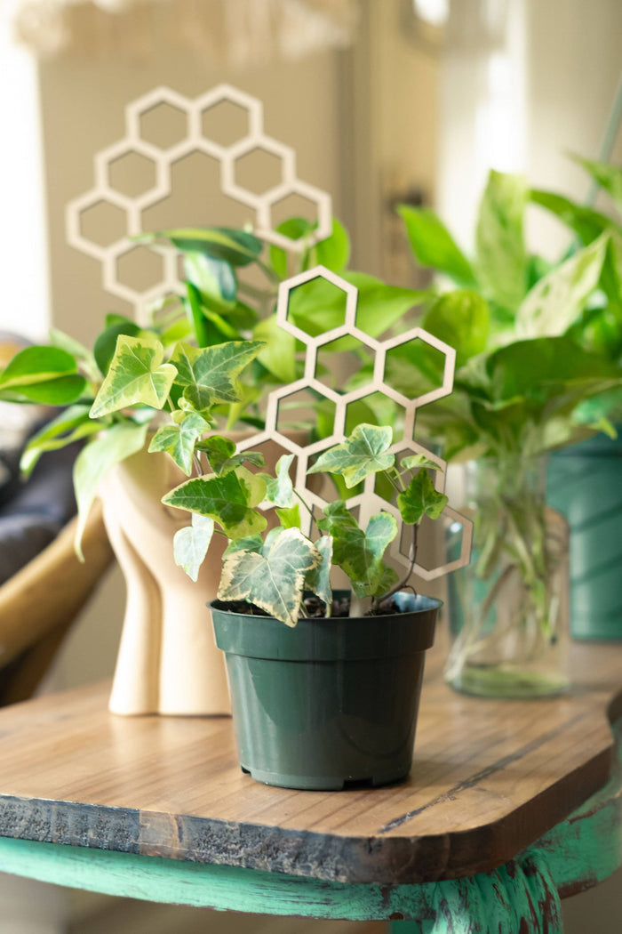 7.5” Honeycomb Plant Trellis - Rebel Villa