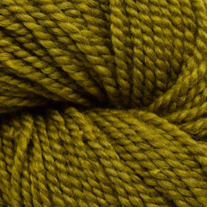 Yellow Birch