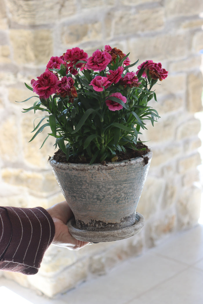 Aged Plant Pots | Set of 2