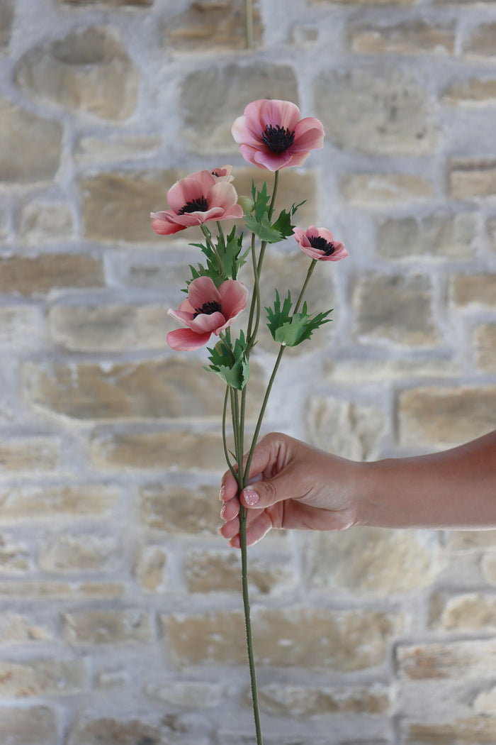 Anemone Bundle - Summer Sorbet