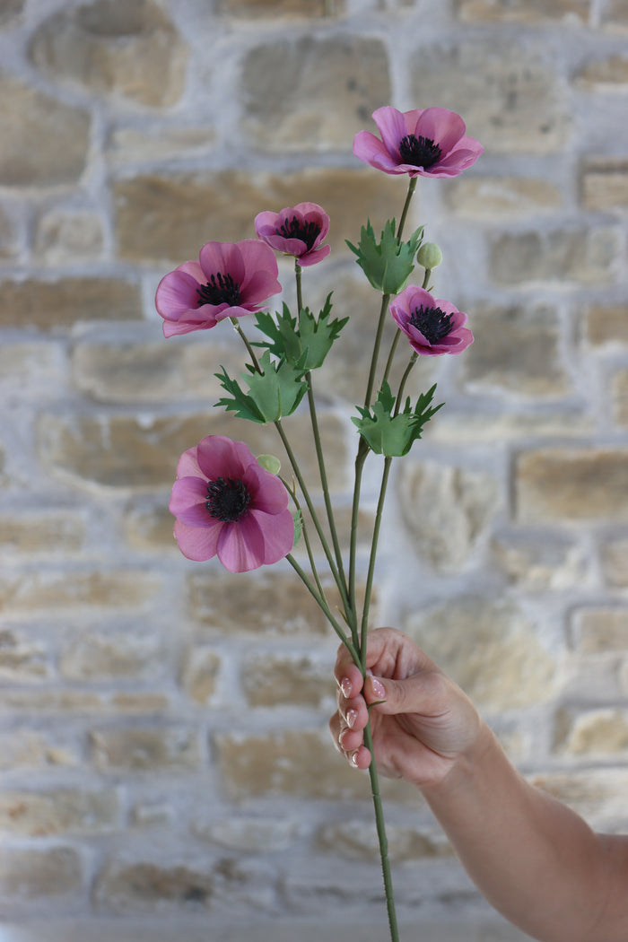 Anemone Bundle - Summer Sorbet