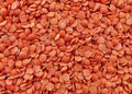 Lentilles corail bio equitables - 1